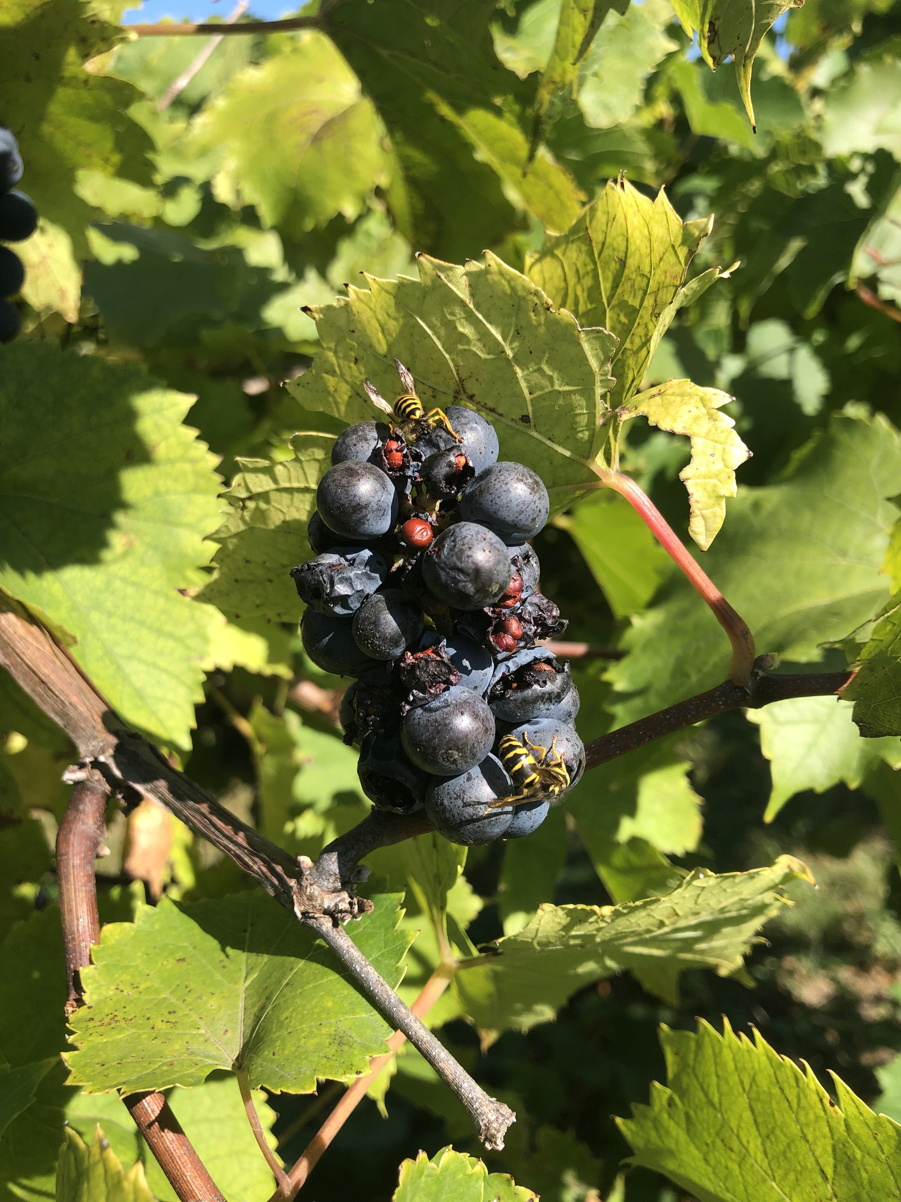 Sour rot symptoms on grapes